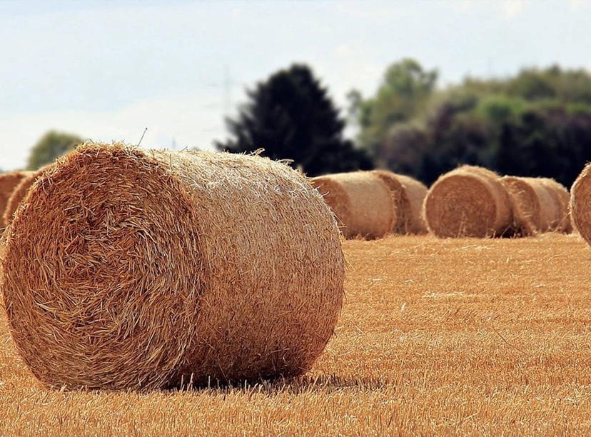 Triticale mottes Visuel