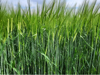 LG CAPORAL- Nouveauté 2026 Visuel