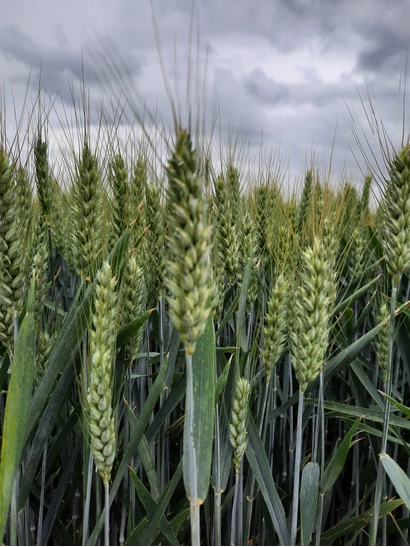 LG ACOLYTE - Nouveauté 2026 Visuel