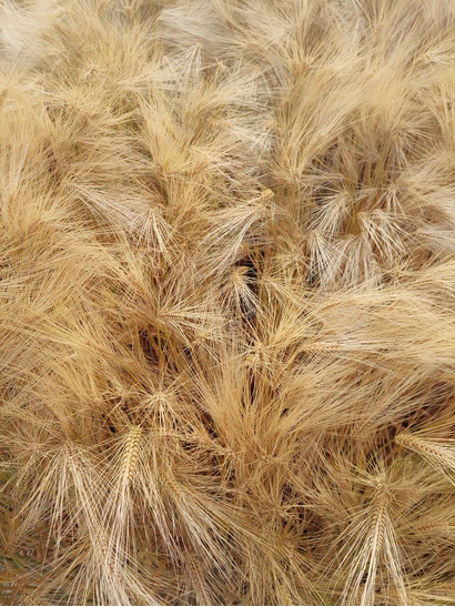 LG ZORICA BIO Visuel