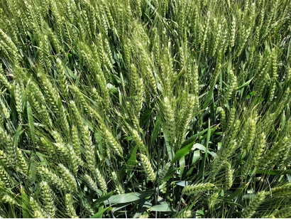 LG ALLURE - Nouveauté 2026 Visuel