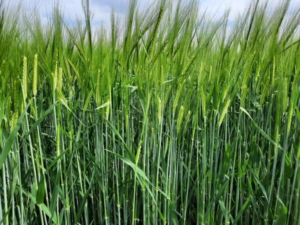 LG CAPORAL- Nouveauté 2026