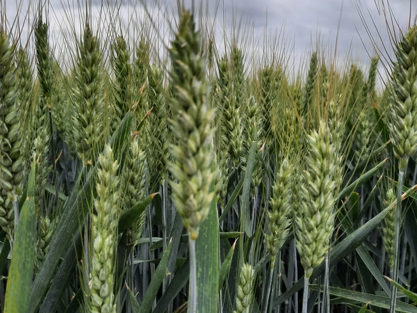 LG ACOLYTE - Nouveauté 2026