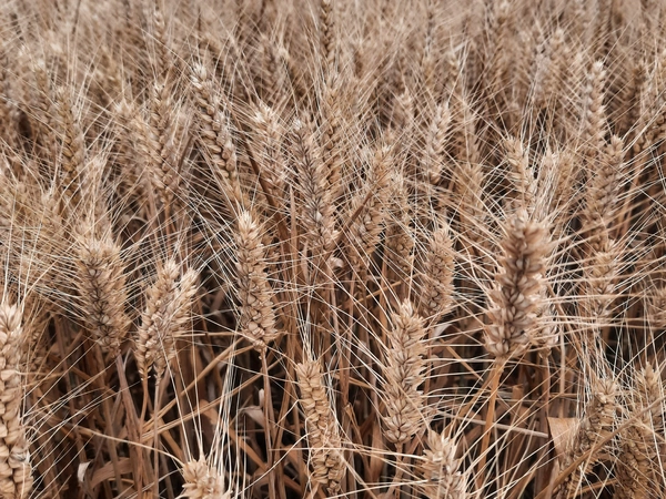 LG AIRFORCE- Nouveauté 2026