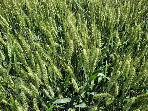 LG ALLURE - Nouveauté 2026