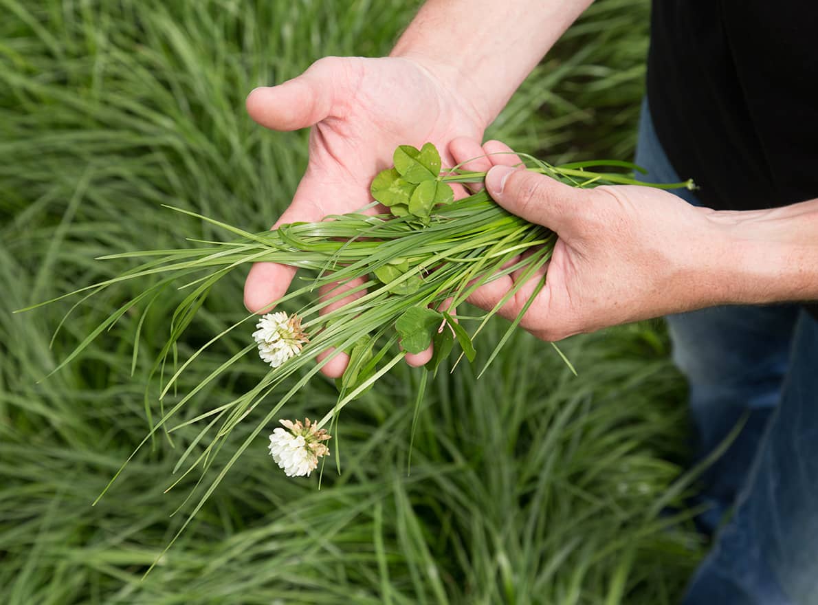 Semence de chicorée, la nouvelle plante fourragère !