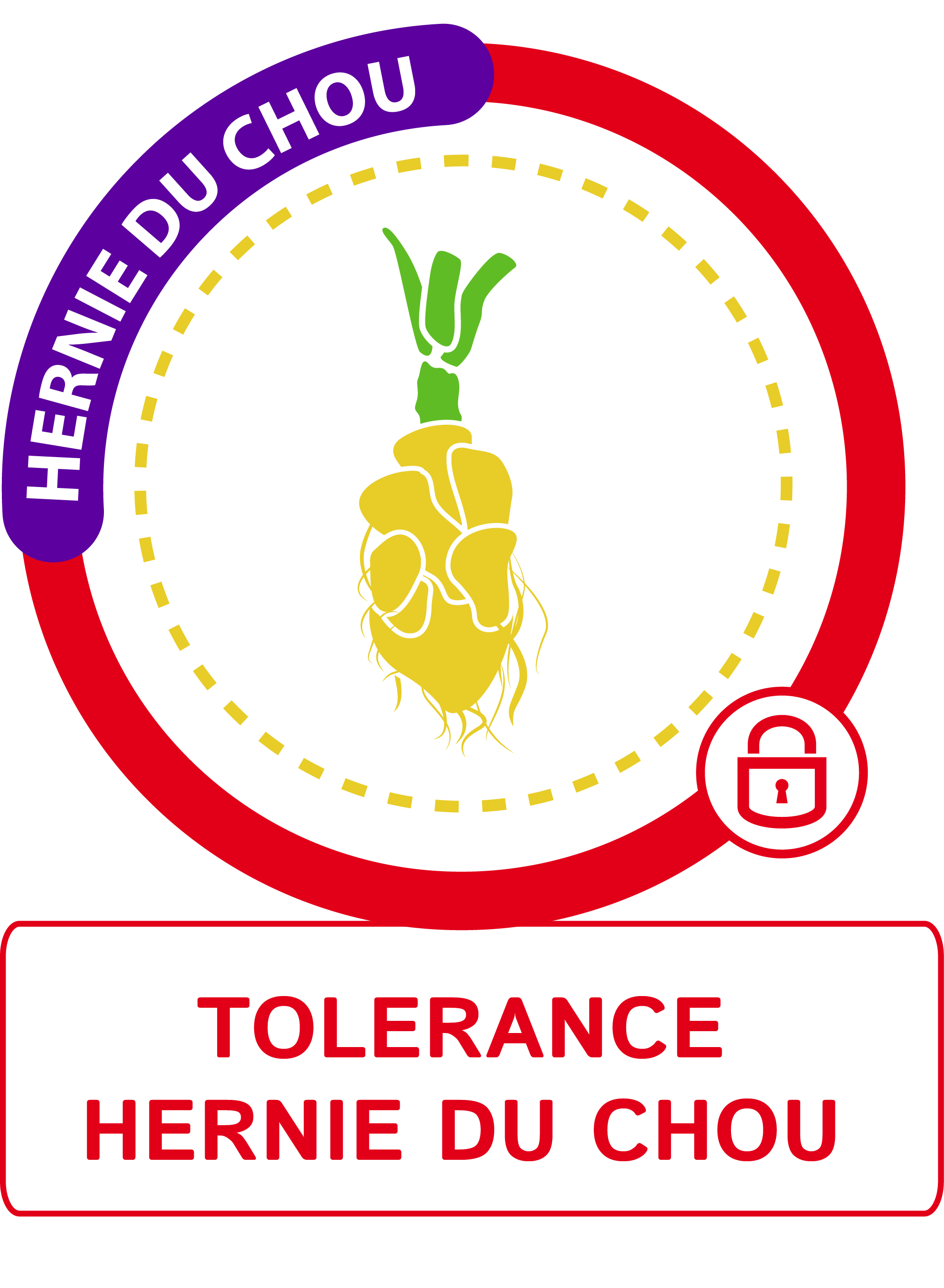 Tolérance hernie du chou