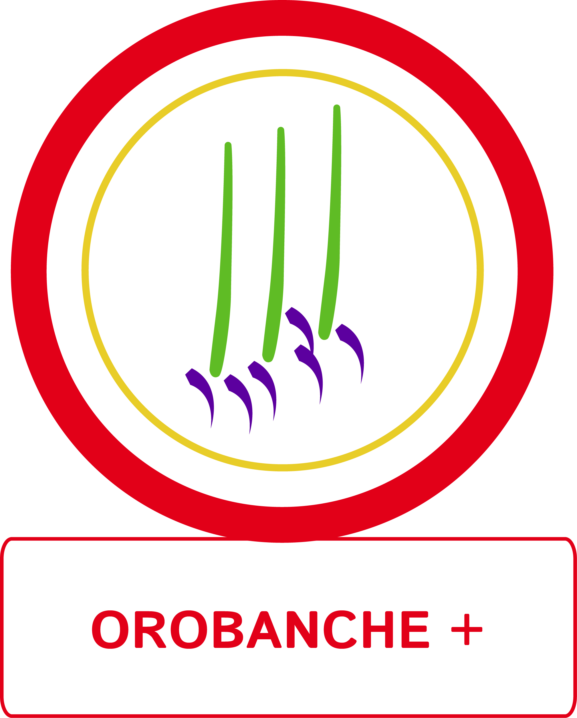 Orobanche +
