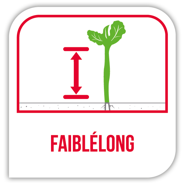 FaiblÉlong