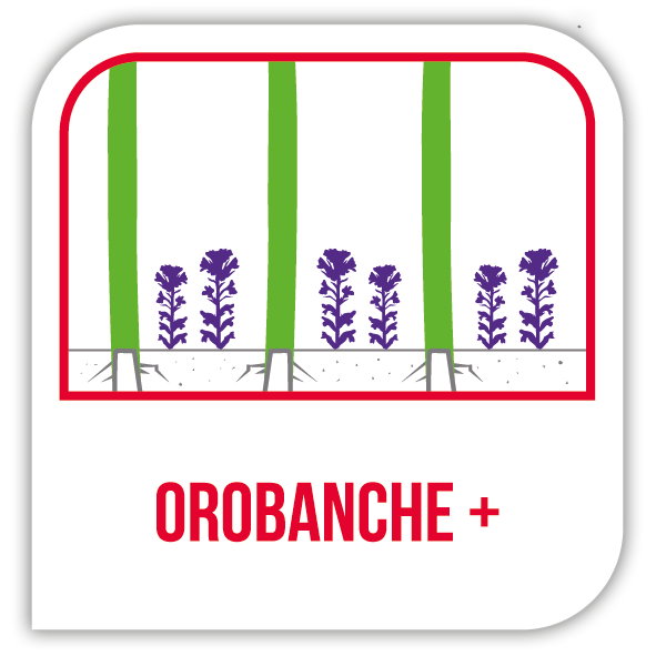 Visuel Orobanche +