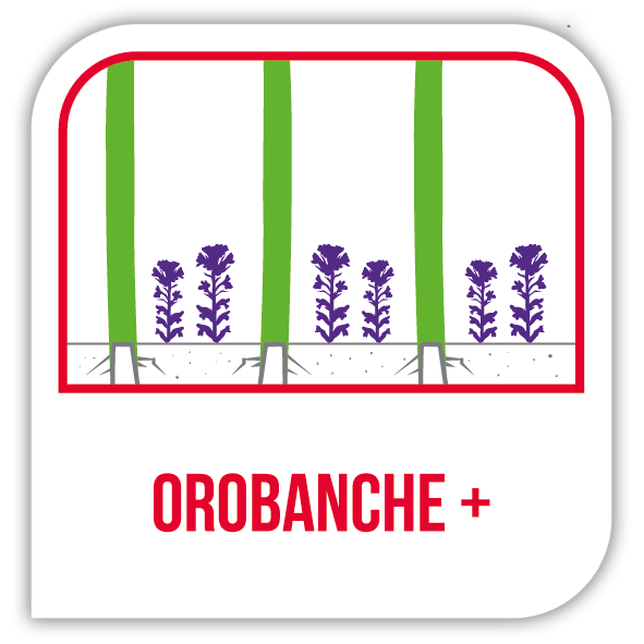 Orobanche +