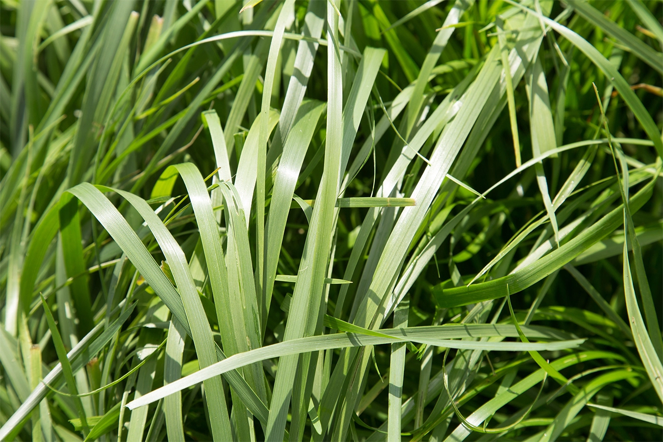 Visuel LG semence fourragere fetuque elevee (Festuca arundinacea)