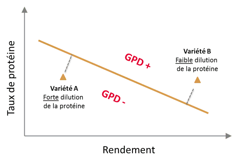 Visuel GPD (Grain Protein Deviation) relation protéine rendement