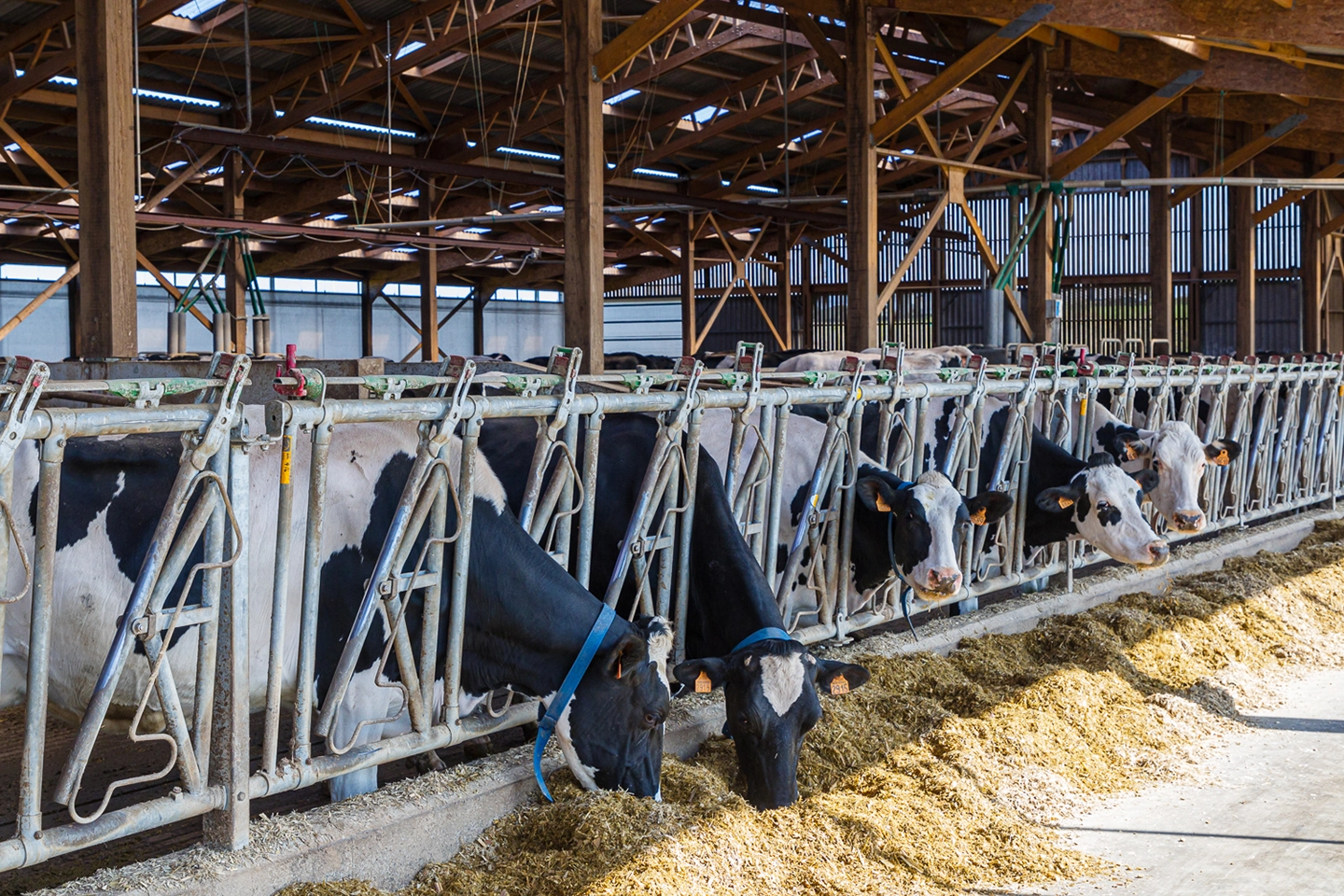 Visuel LG vaches qui mangent de l'ensilage de maïs