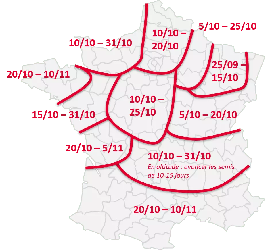 Visuel Date de semis optimales en blé tendre