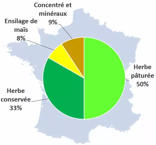 Visuel LG Seeds France _ Illustration ration moyenne des bovins viande, IDELE 2012