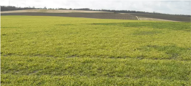 Visuel Parcelle d'orge contaminée par la mosaïque 