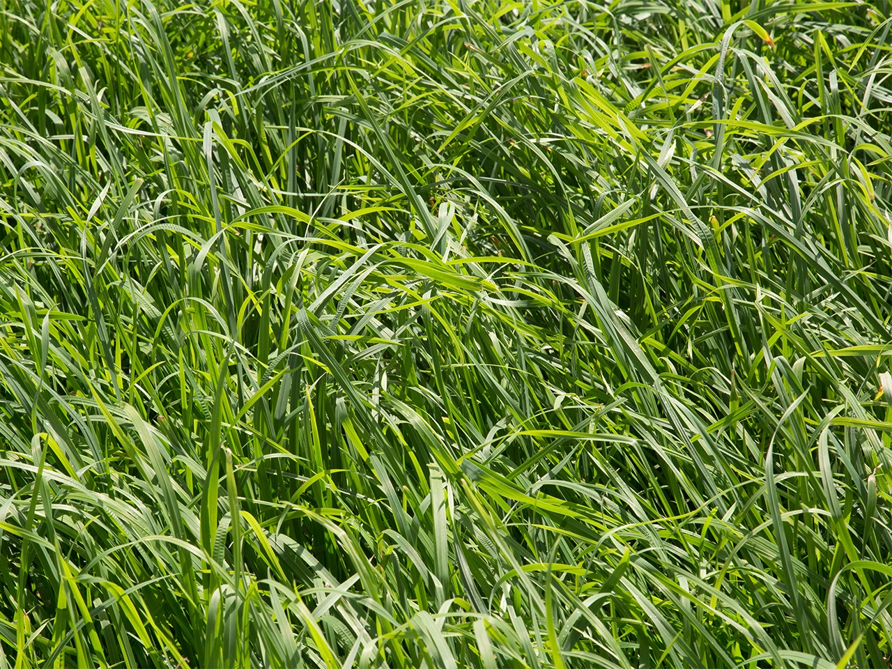 Fourragères, Dactyle CAPTUR Visuel Fourragères, Dactyle CAPTUR