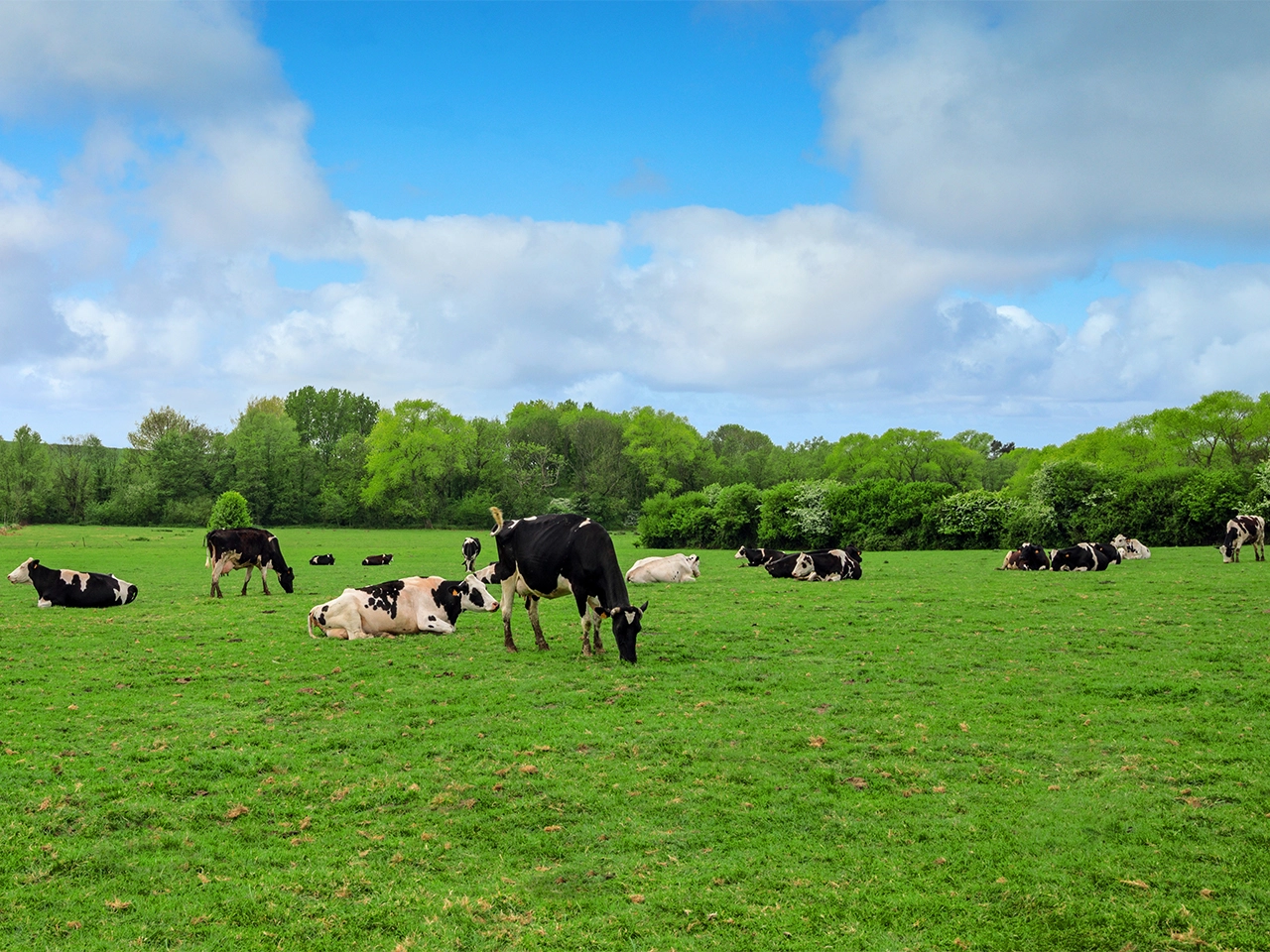Pâturage fourragères vaches laitières Prim'Holstein, dactyle Visuel Pâturage fourragères vaches laitières Prim'Holstein, dactyle