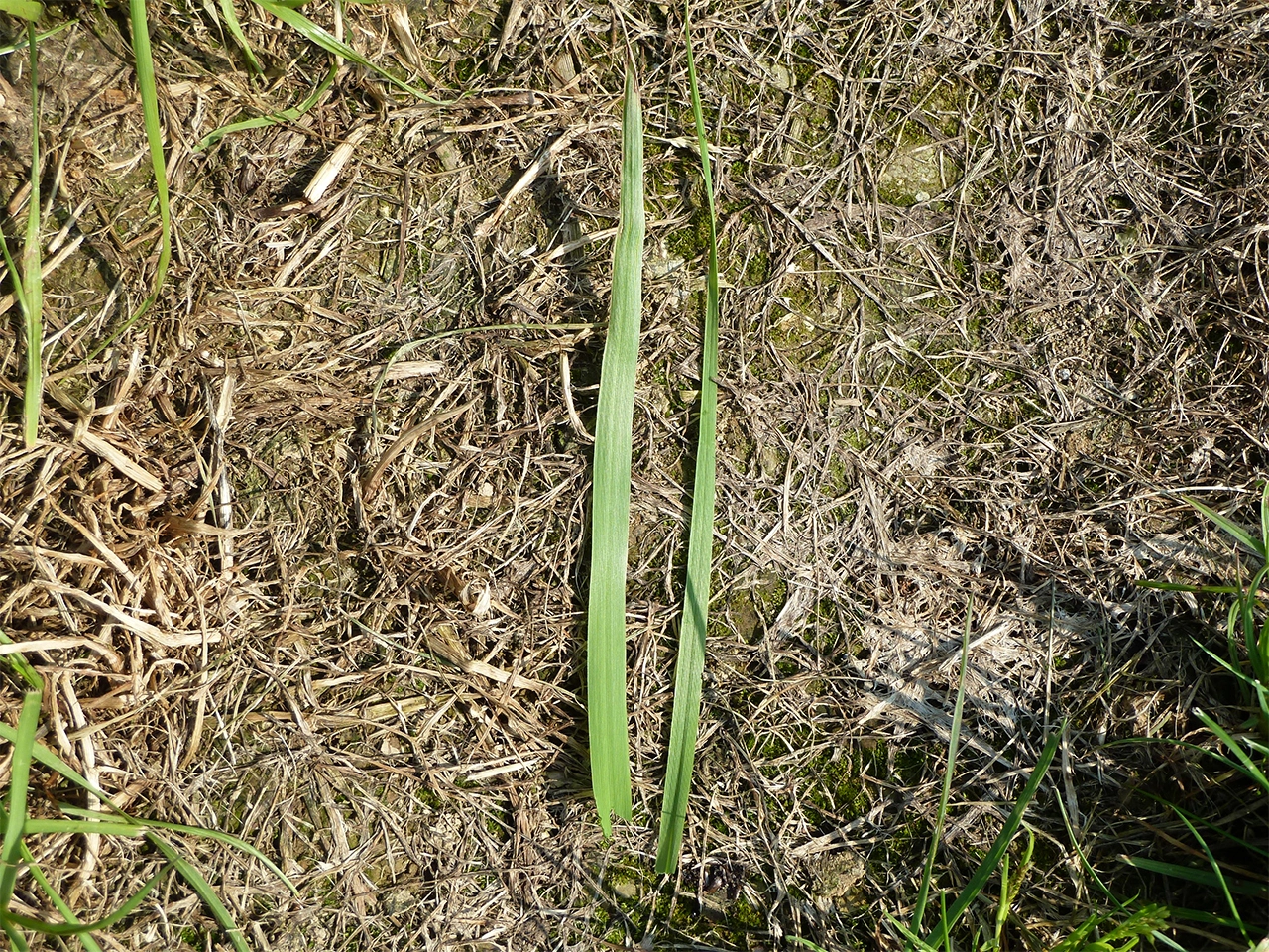 Visuel LG - différence entre les feuilles de ray-grass italien tétraploïde et diploïde (J. Greffier)