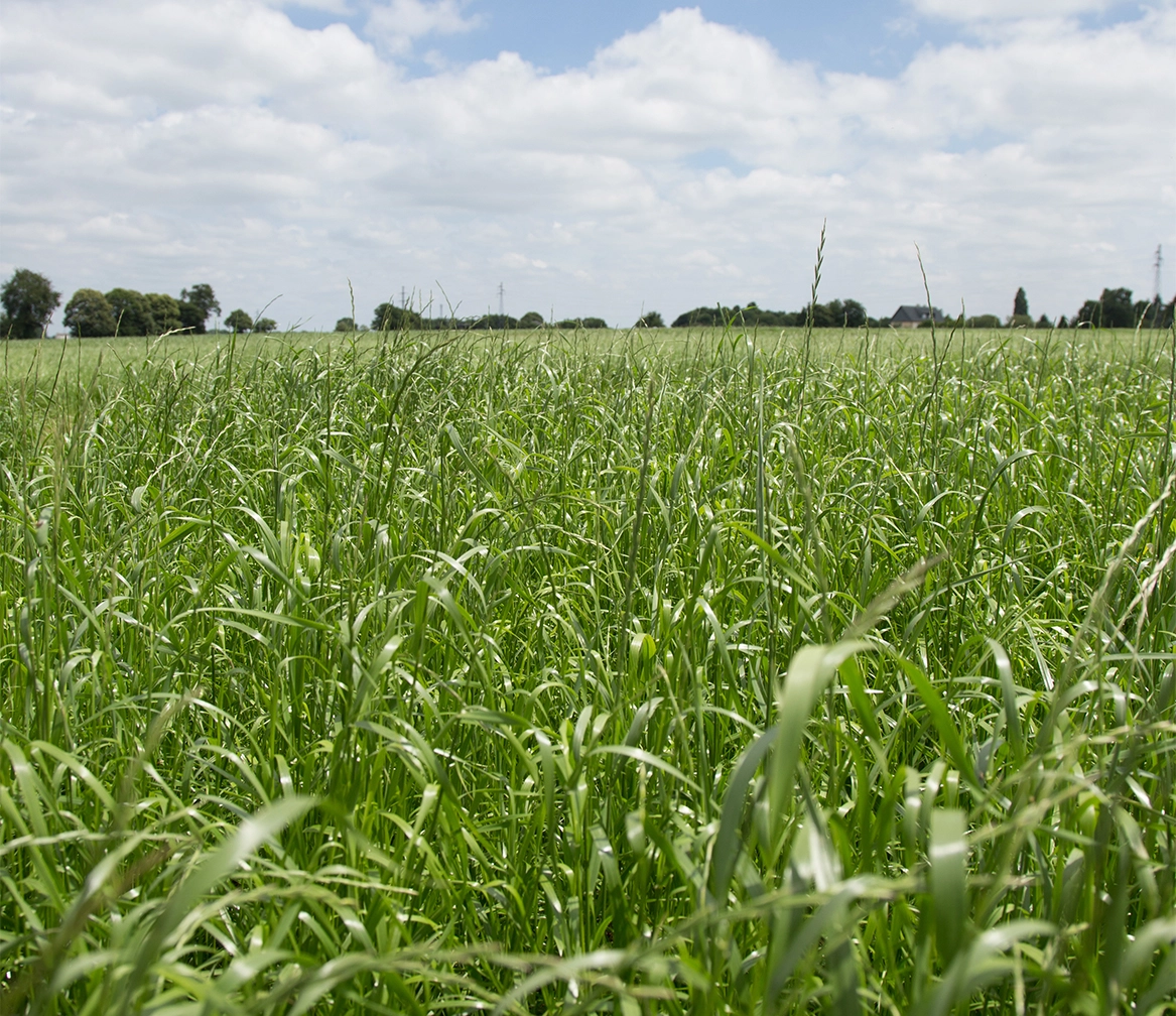 Visuel LG Ray-grass d'Italie non alternatif diploïde INDUCER