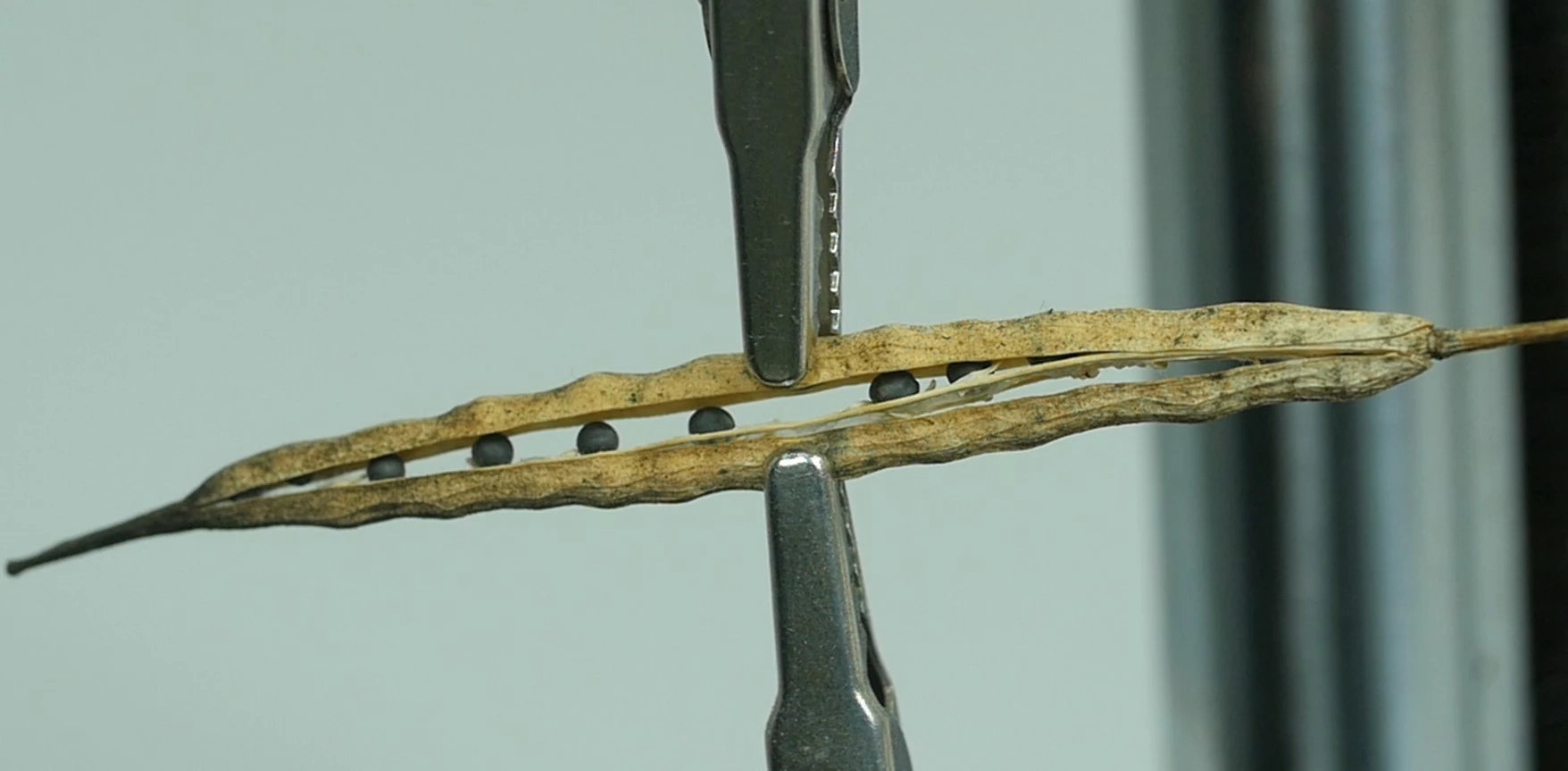 Egren_test_colza.jpg Visuel Egren_test_colza.jpg