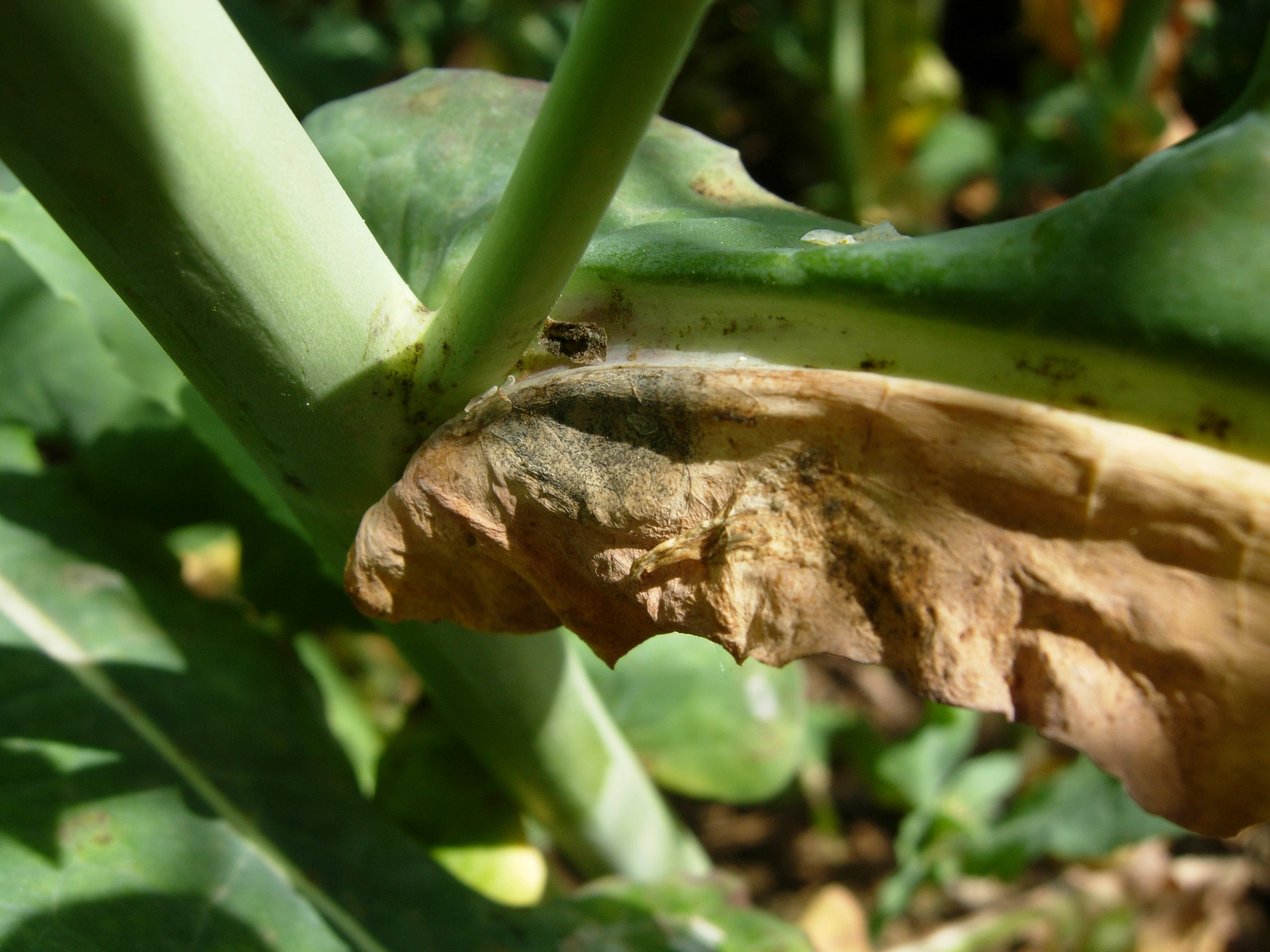 Slérotinia_sur _feuille_colza.jpg Visuel Slérotinia_sur _feuille_colza.jpg