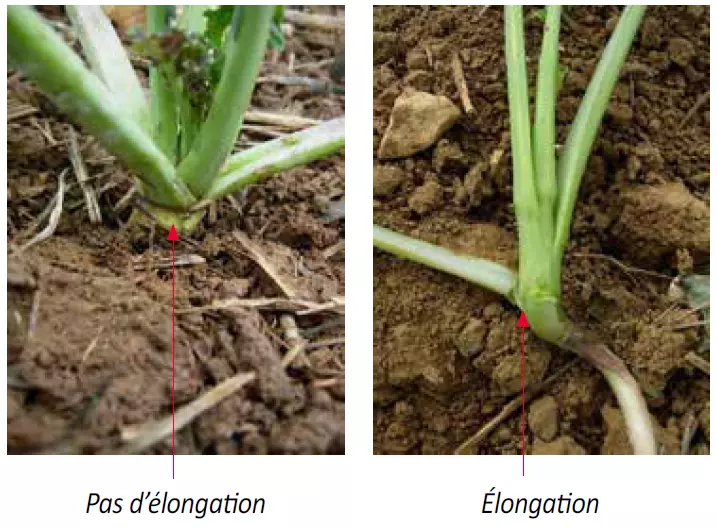 Photo_comparative_elongation_colza.PNG Visuel Photo_comparative_elongation_colza.PNG