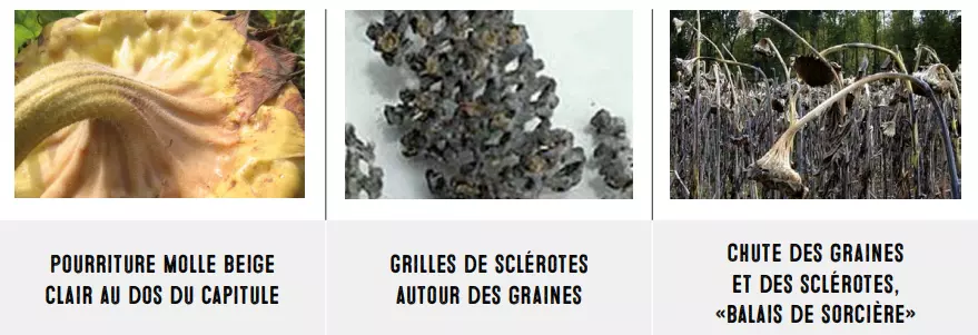 attaque_sclerotinia.PNG Visuel attaque_sclerotinia.PNG