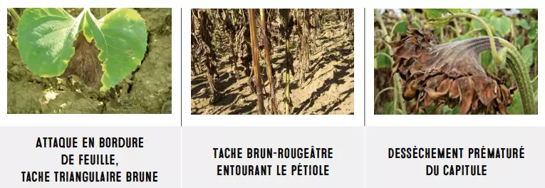 attaque_phomopsis.PNG Visuel attaque_phomopsis.PNG
