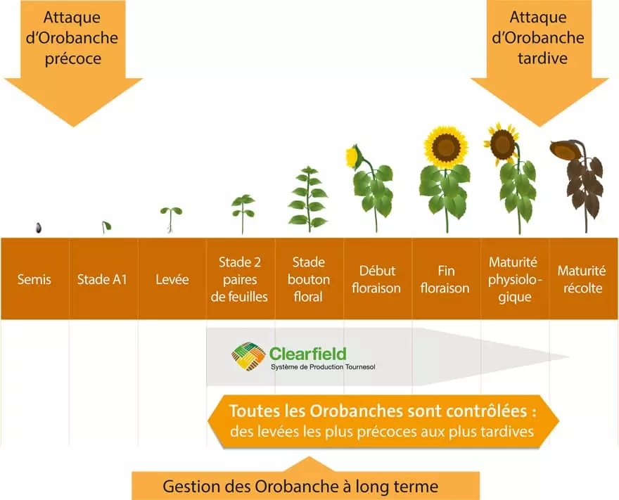 Orobanche sur tournesol Visuel Orobanche sur tournesol