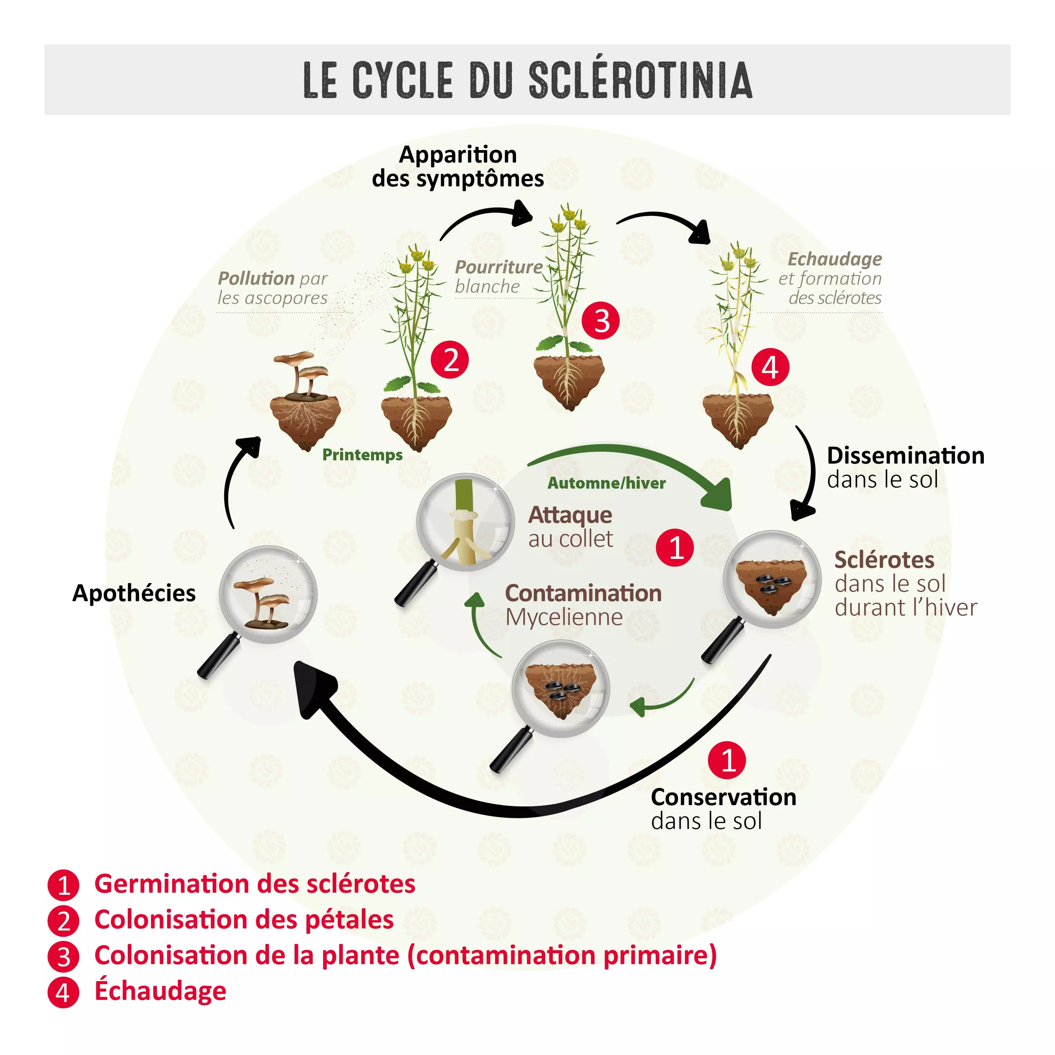 Le cycle du sclérotinia Visuel Le cycle du sclérotinia