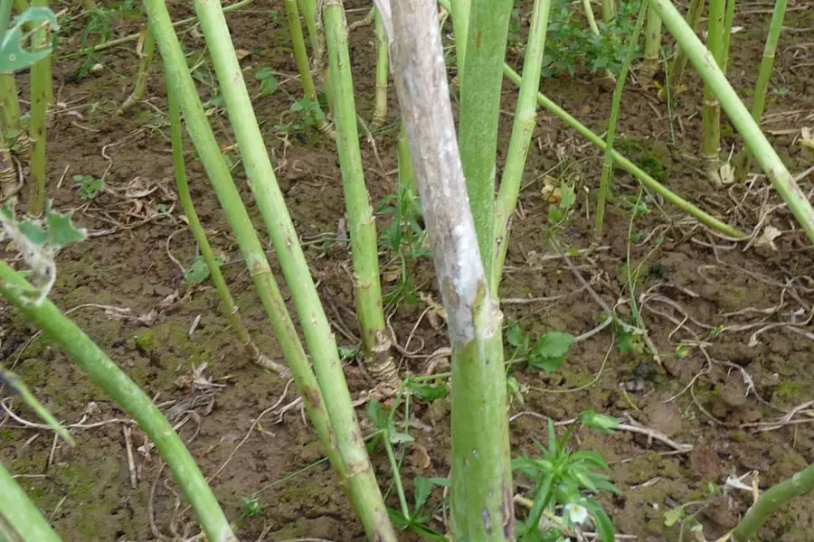 Sclérotinia sur tige de colza Visuel Sclérotinia sur tige de colza
