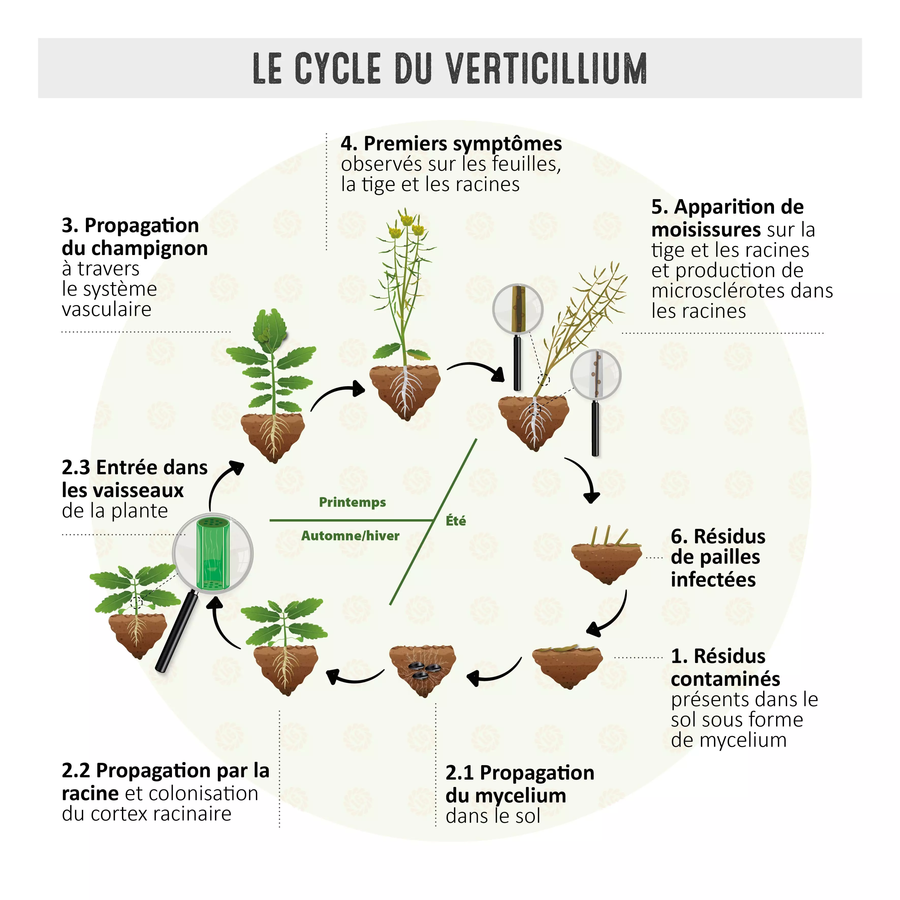 Visuel Le cycle du verticillium