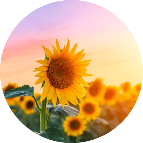 Visuel tournesol.png