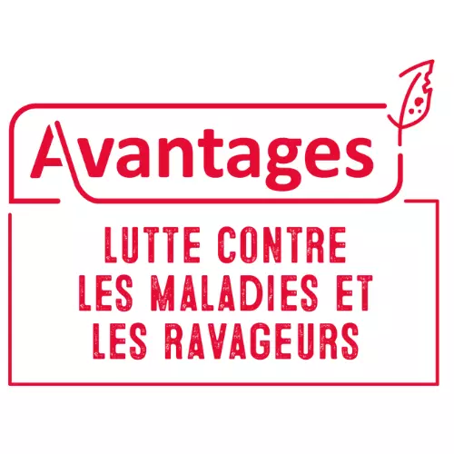 GC Pictos page Avantages GC.png Visuel GC Pictos page Avantages GC.png