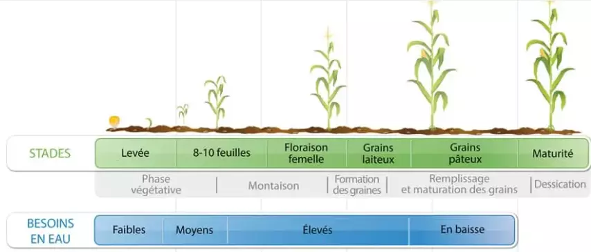 Besoins-eau-stades-mais.png Visuel Besoins-eau-stades-mais.png