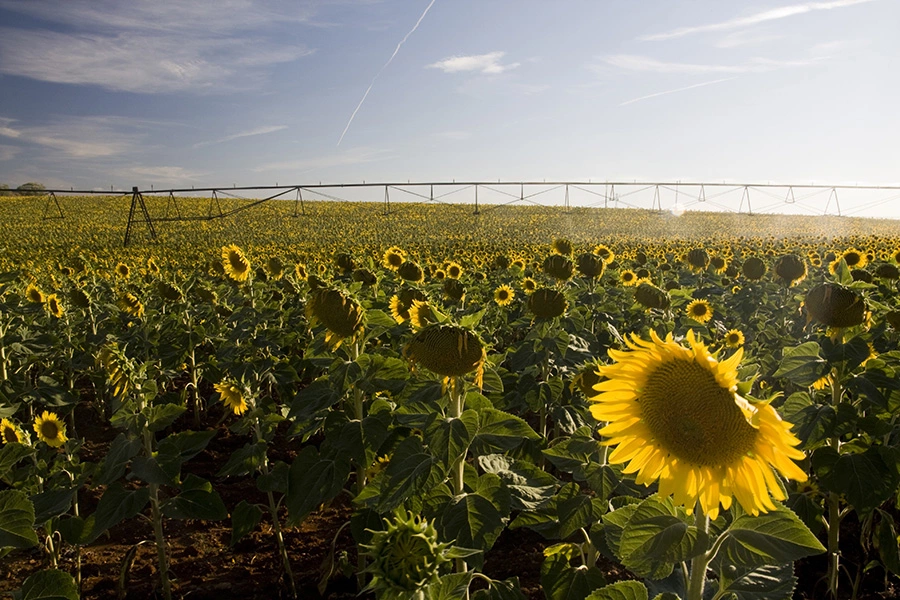Photo_irrigation_tournesol_Adobe_Stock-900x600.jpg Visuel Photo_irrigation_tournesol_Adobe_Stock-900x600.jpg