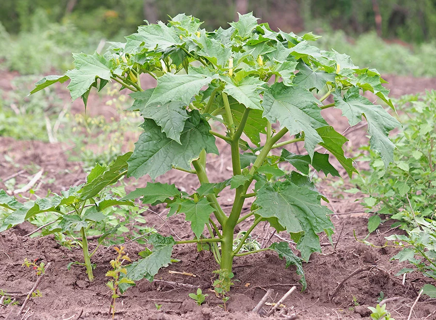 Datura-AdobeStock_464099423-900x600.jpg Visuel Datura-AdobeStock_464099423-900x600.jpg