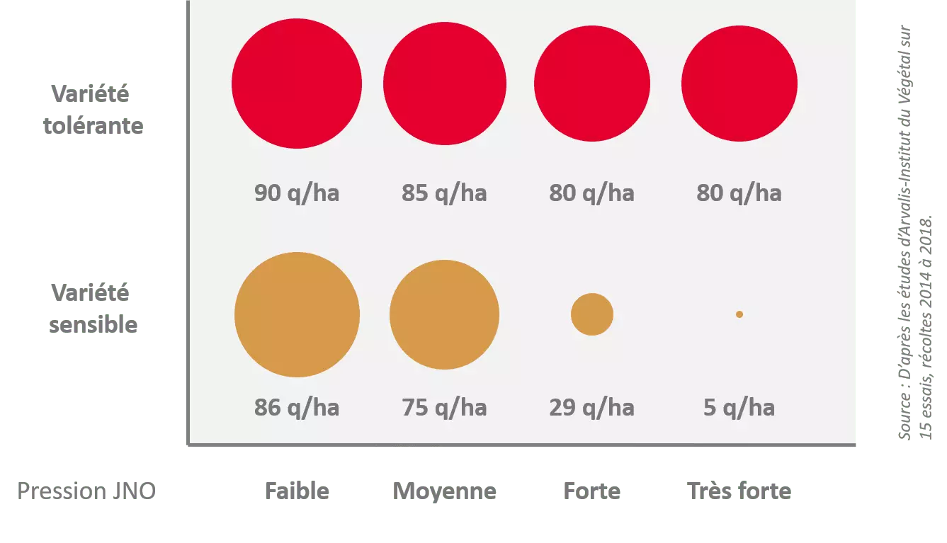 Visuel Tolerance JNO orge rendement