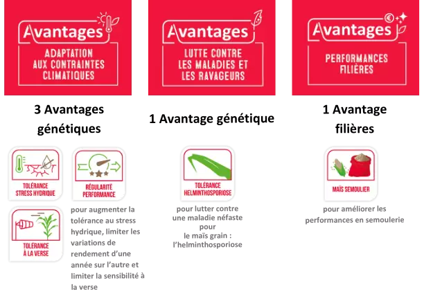 GC Newsletter CJ maïs grain - assolement (17).png Visuel GC Newsletter CJ maïs grain - assolement (17).png