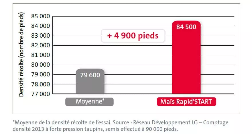 Maïs grain Visuel Maïs grain