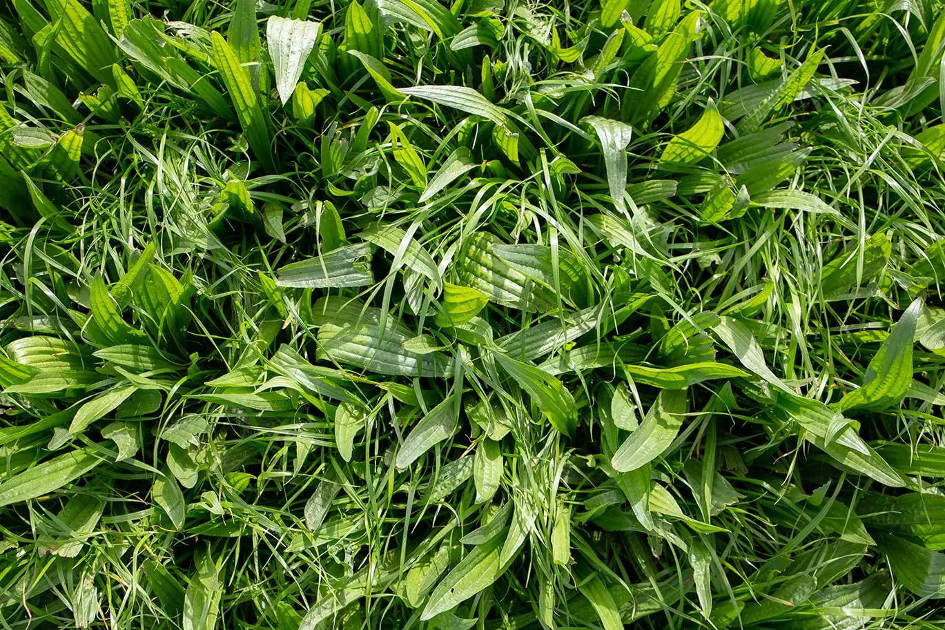 Fourrageres_plantain_fourrager_AdobeStock258462017.jpg Visuel Fourrageres_plantain_fourrager_AdobeStock258462017.jpg