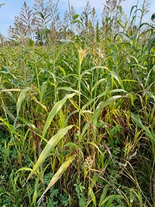 couvert-vegetalpic1-300px.jpg Visuel couvert-vegetalpic1-300px.jpg