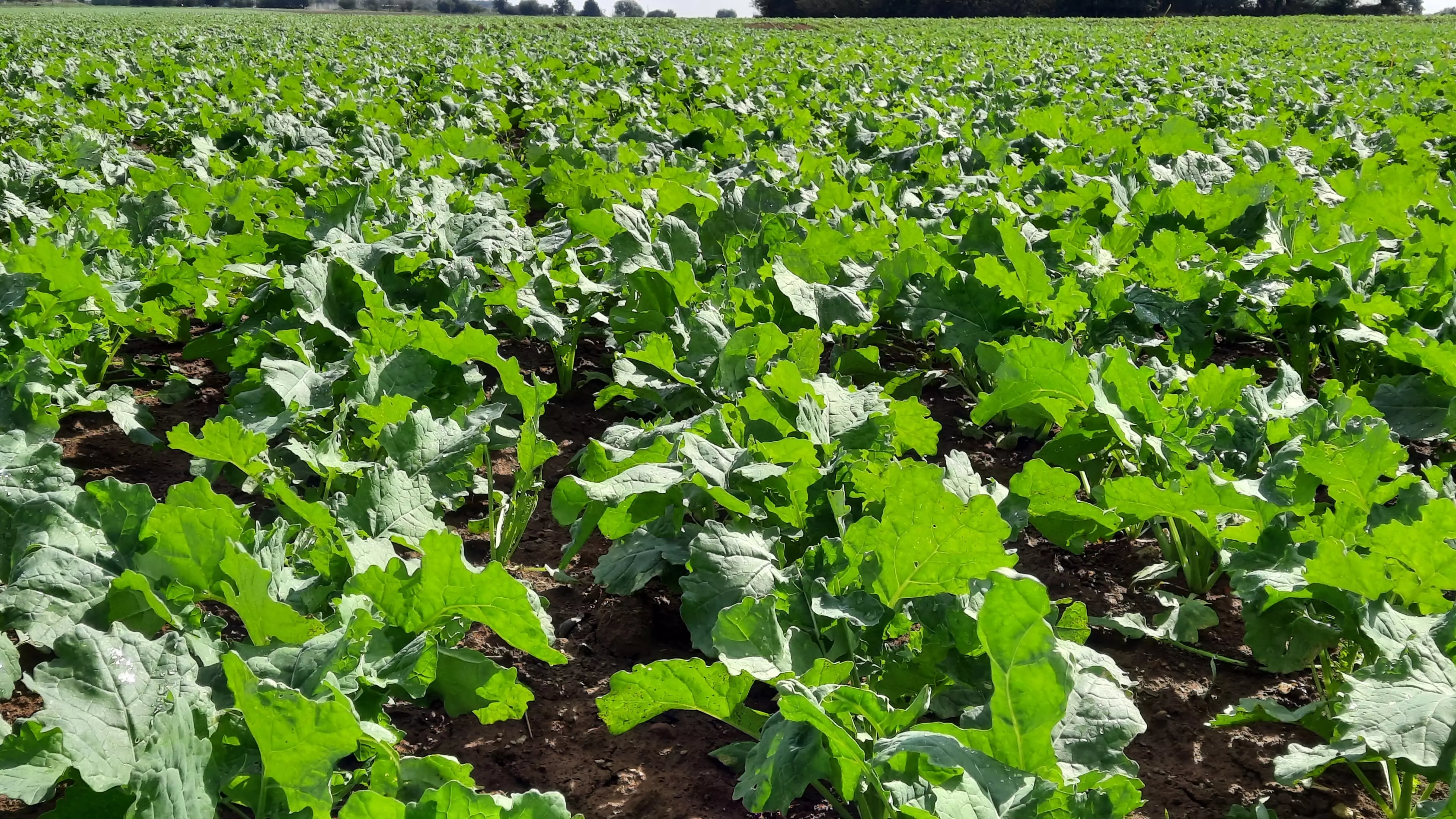 Photo variété à forte biomasse.jpg Visuel Photo variété à forte biomasse.jpg