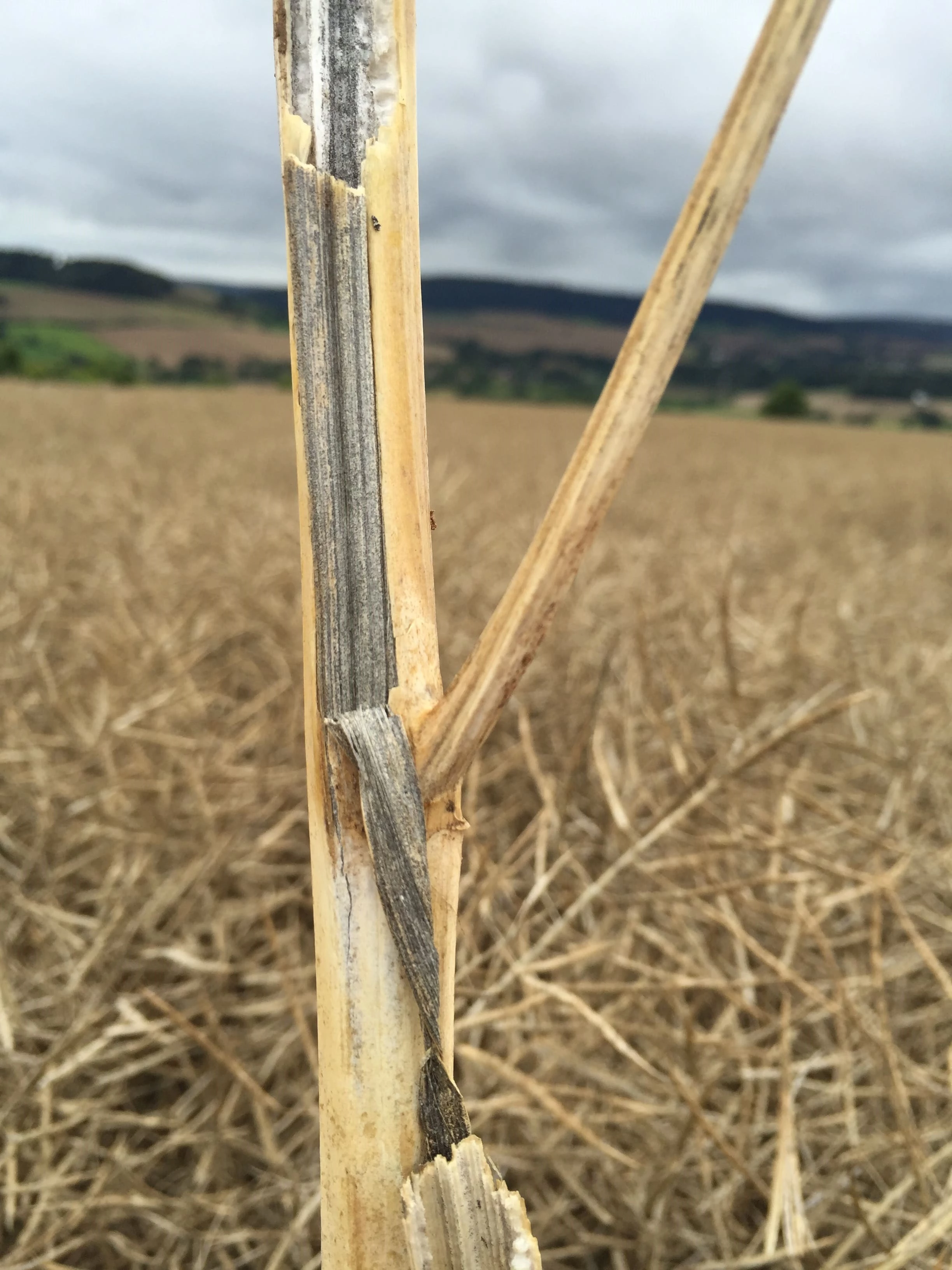 Verticillium stem3.jpg Visuel Verticillium stem3.jpg