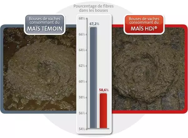 Visuel LG_comparatif_bouses_vaches_mais_fourrage_haute_digestibilite