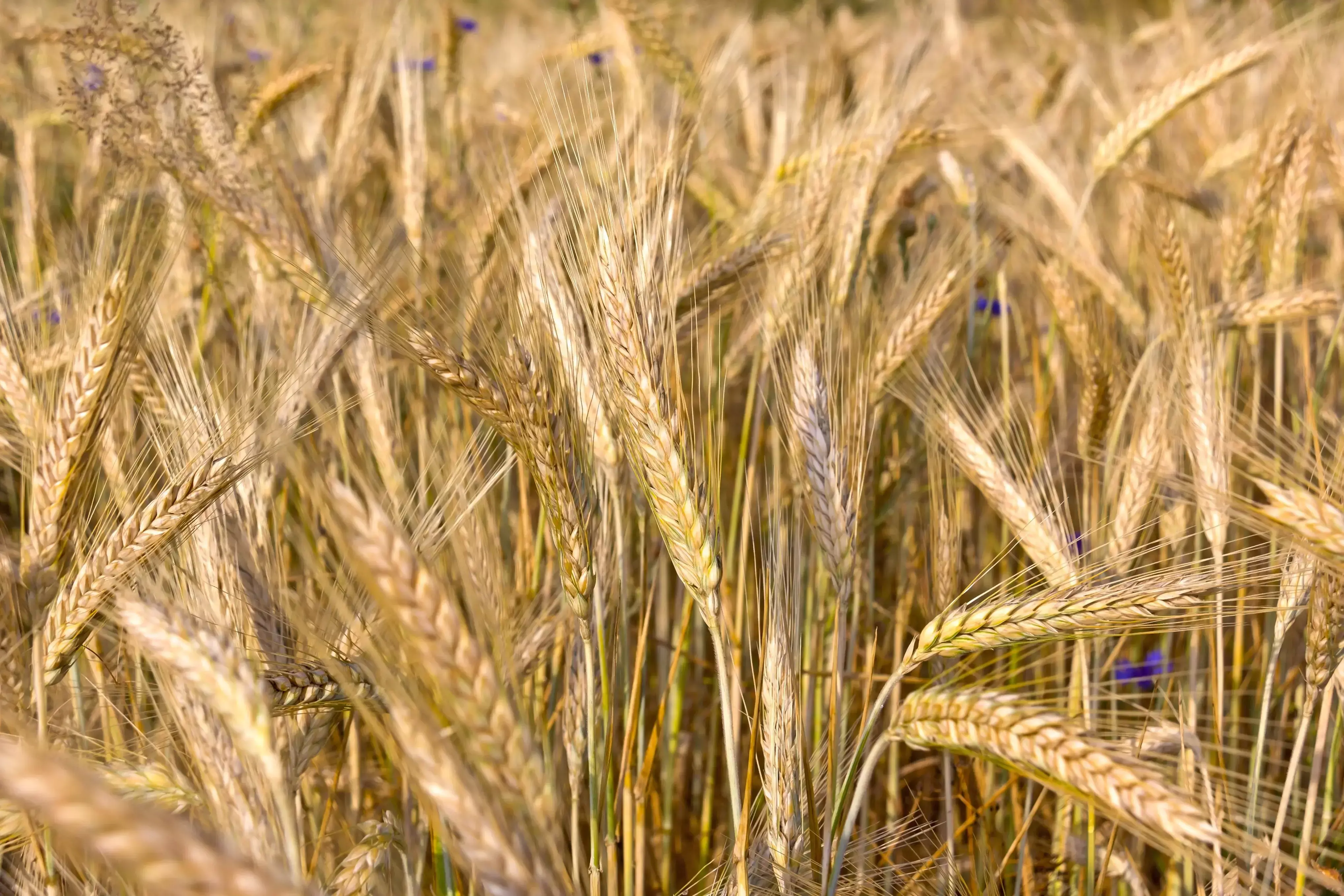 Rendement du triticale Visuel Rendement du triticale