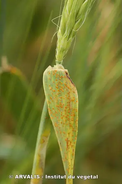 rouille naine arvalis 2.webp Visuel rouille naine arvalis 2.webp