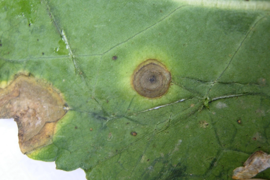 Visuel alternaria feuille2_900x600.jpg